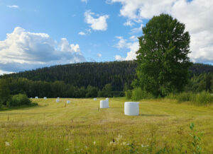Vita ensilagebollar ute på ett fält. Foto.
