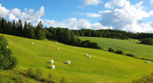 Ensilagebalar i ett grönt och somrigt landskap. Foto.