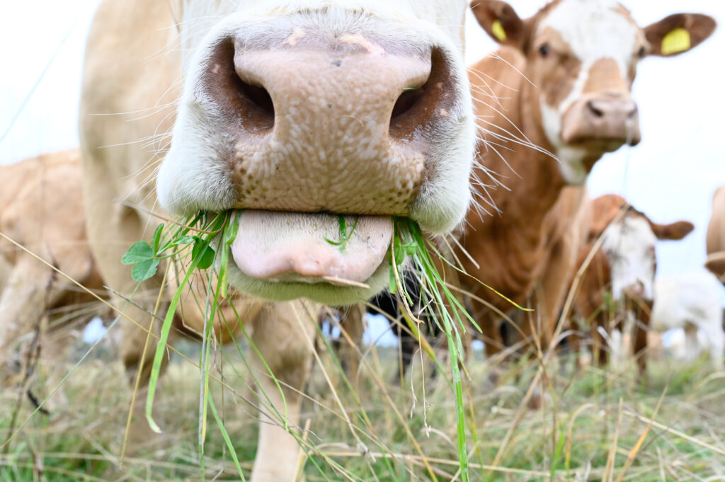 Närbild på en ko som äter gräs. Foto.