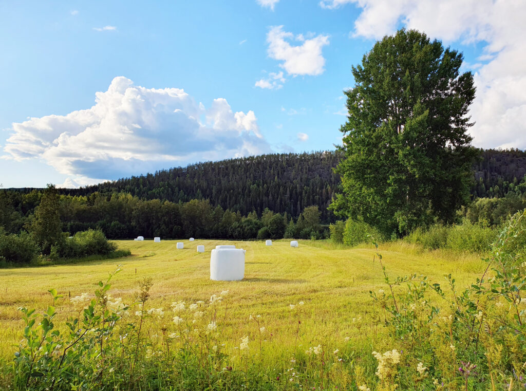 Vita ensilagebollar ute på ett fält. Foto.